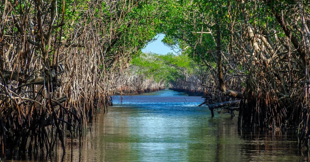 A-mangrove-forest