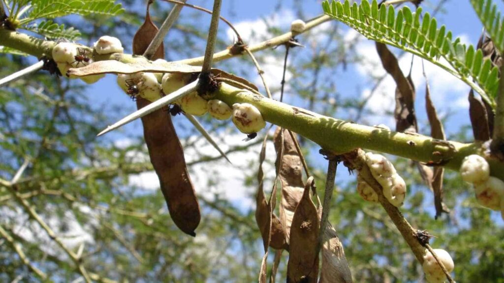 Acacia