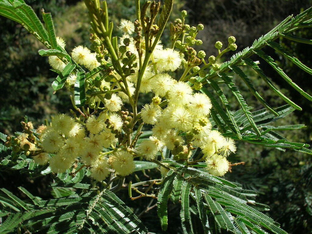 Acacia mearnsii aka black wattle