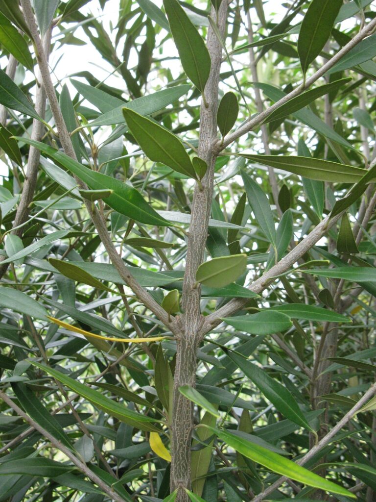 African Olive (aka Olea africana) 1