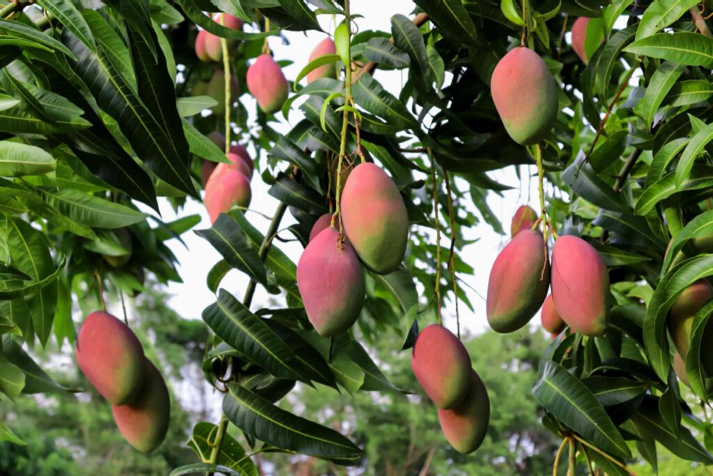 Apple mango tree