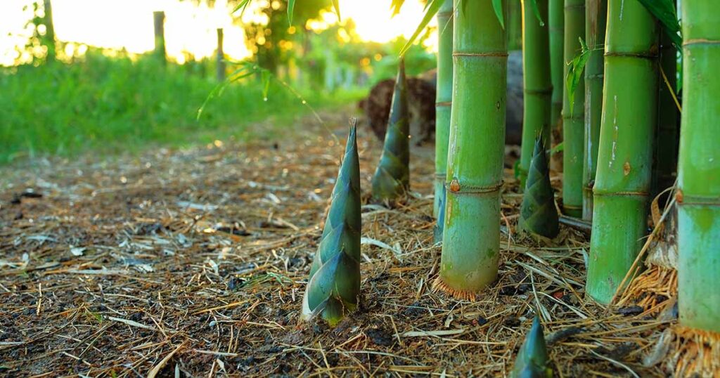 Bamboo