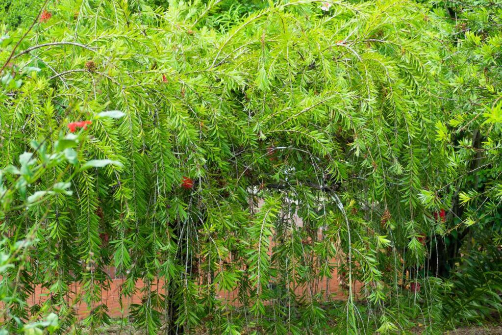Callistemon bottle brush