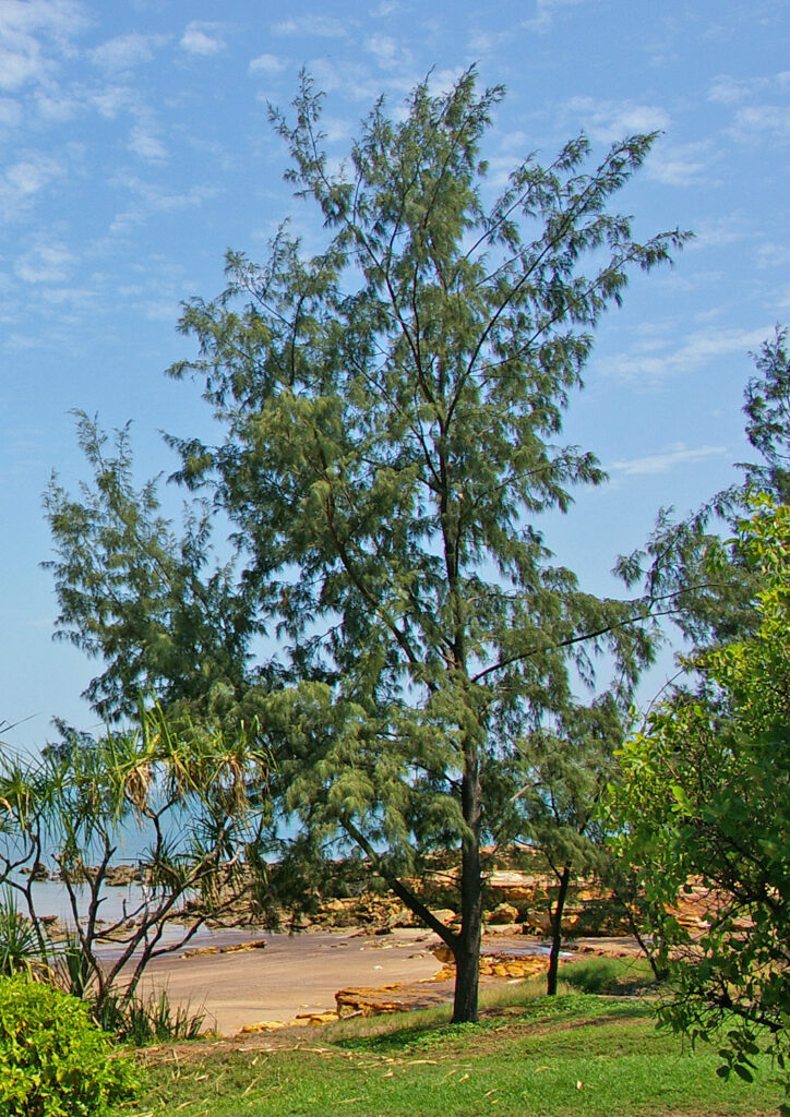 Casuarina_equisetifolia