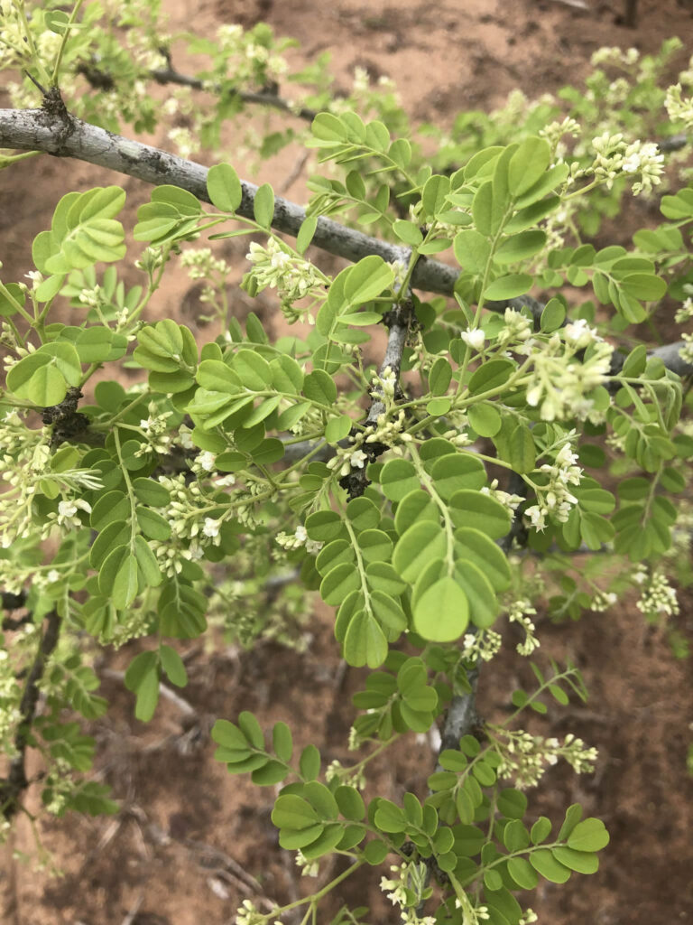 Dalbergia-melanoxylon-Phingo-leaves-flowers