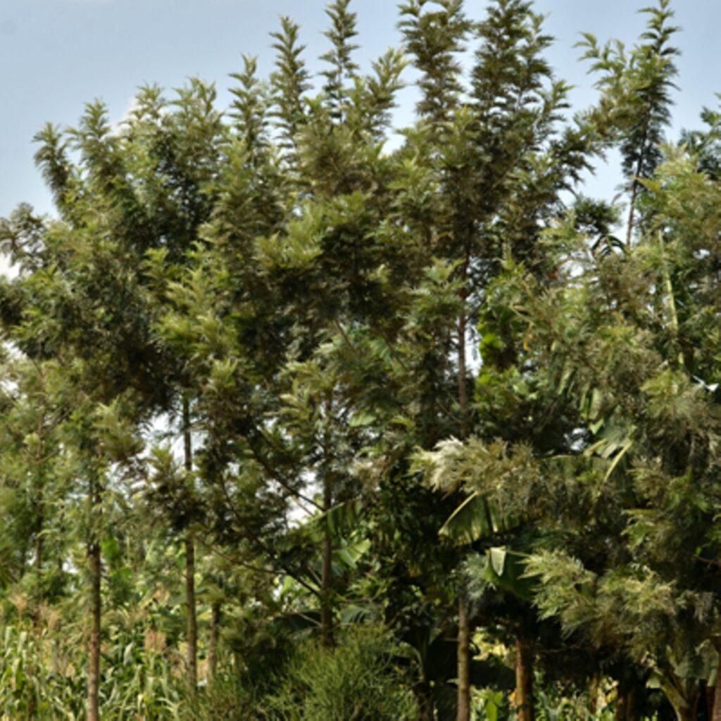 Grevillea robusta 1