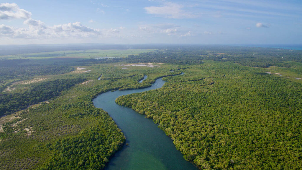 Kenya mangroves