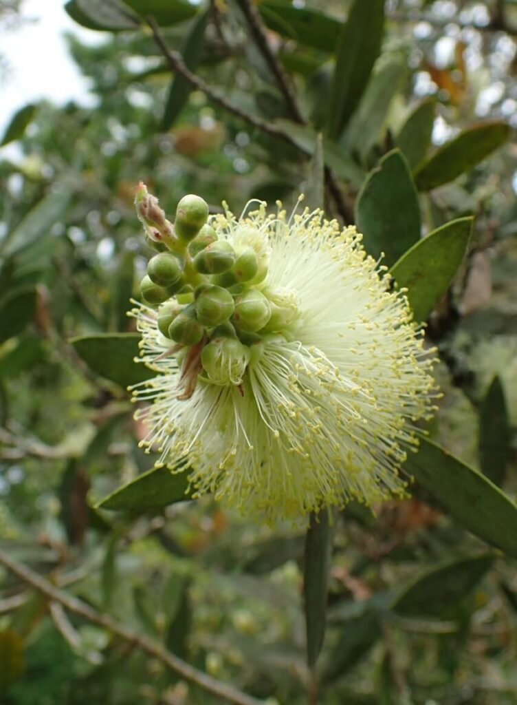 Lemon-bottlebrush-Callistemon-pallidus