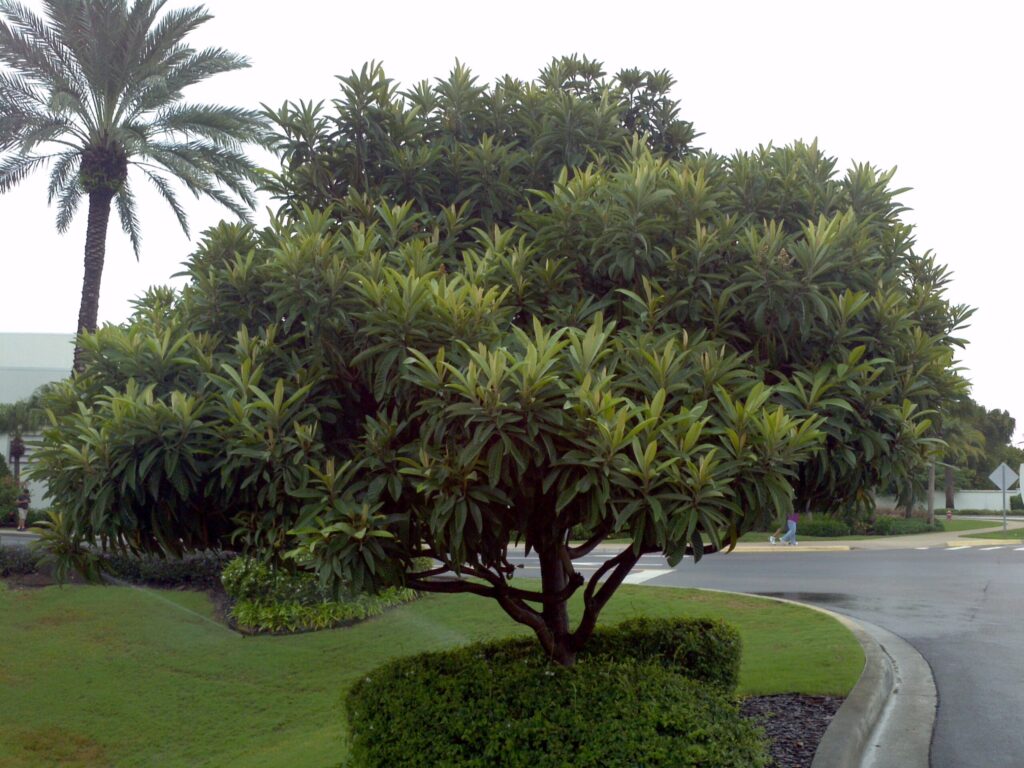 Loquat