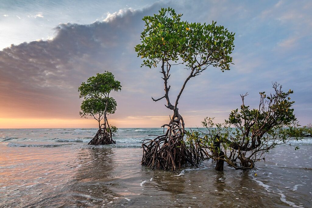 Mangroves sunset