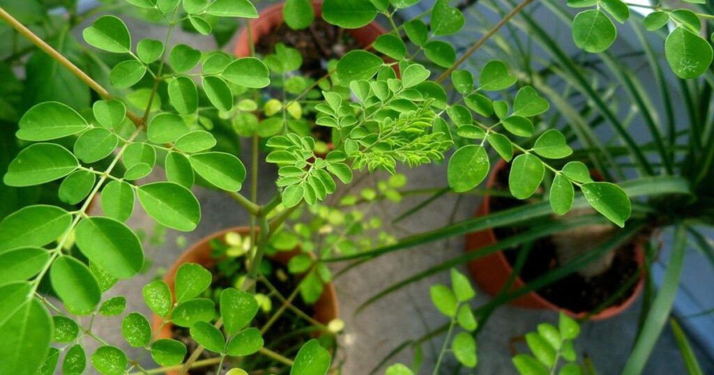 Moringa aka Moringa oleifera