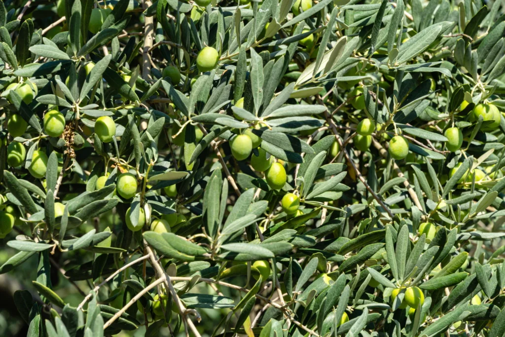 Olea_europaea_European_Olive_-_foilage