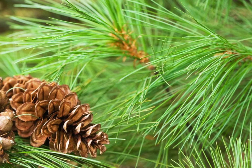 Pine_Tree_Needles