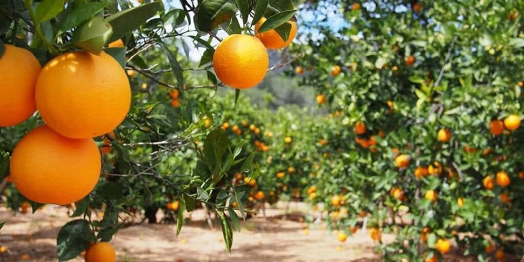 Pixie Oranges