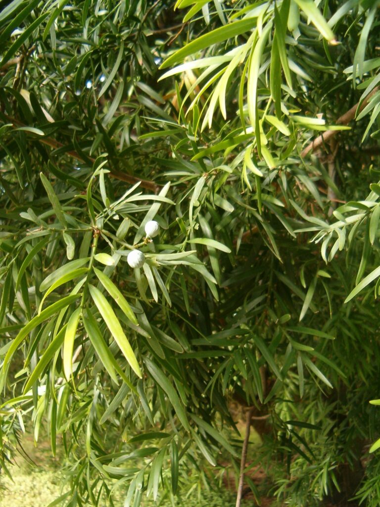 Podocarpus falcatus Afrocarpus falcatus
