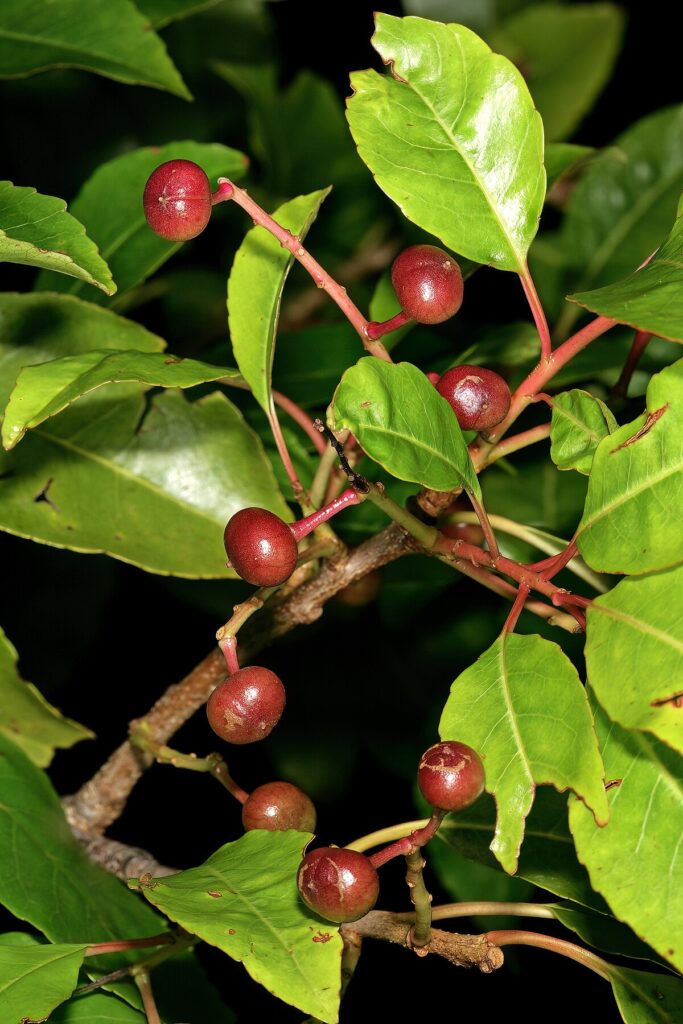 Prunus_africana