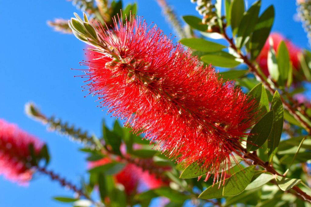 bottlebrush