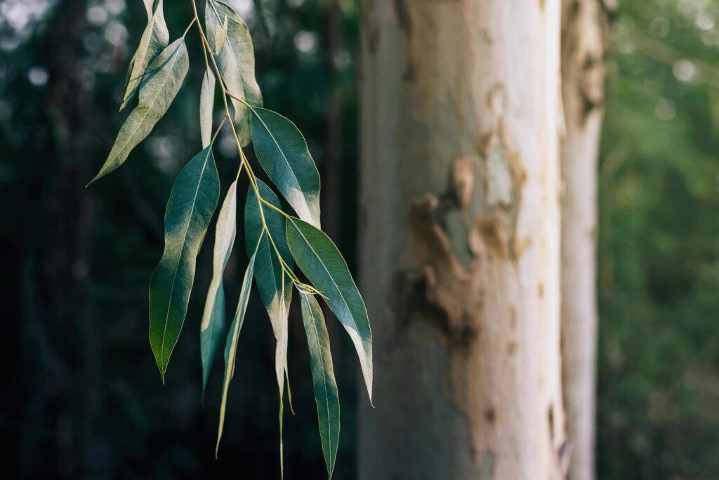 eucalyptus tree