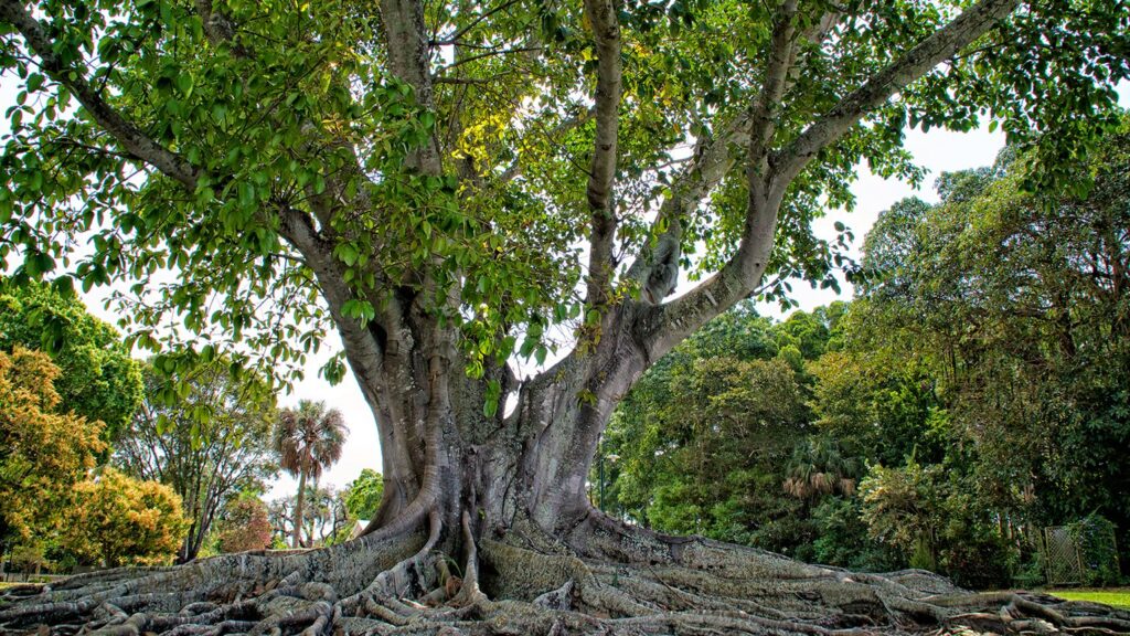 fig_tree.jpg.optimal