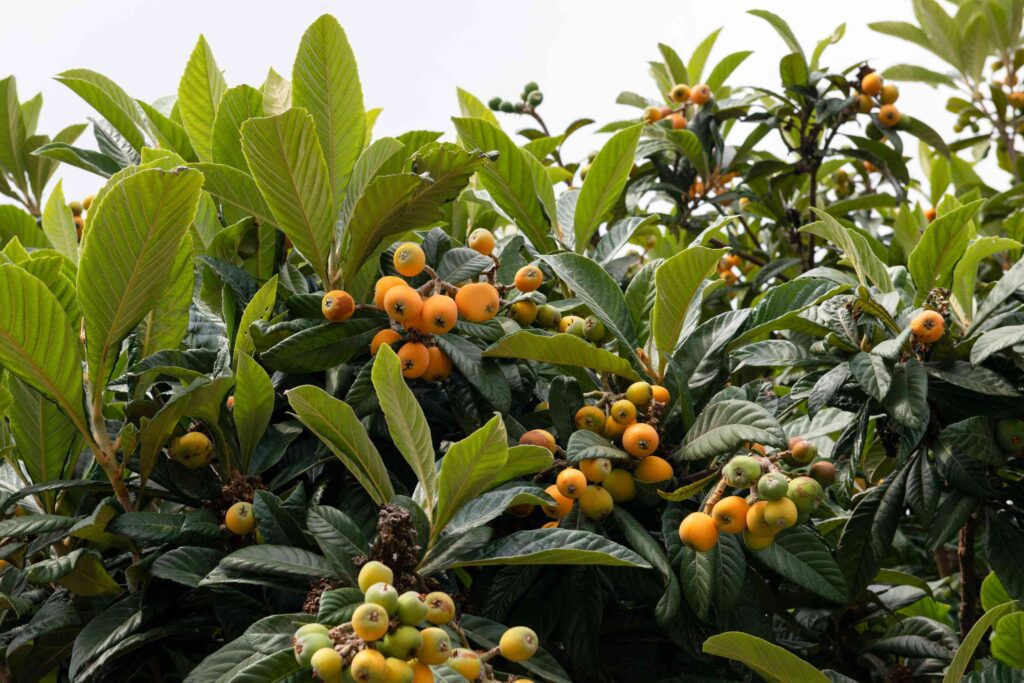 loquat tree plant