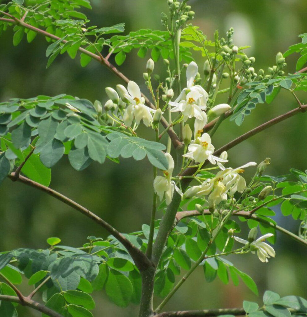 moringa oleifera