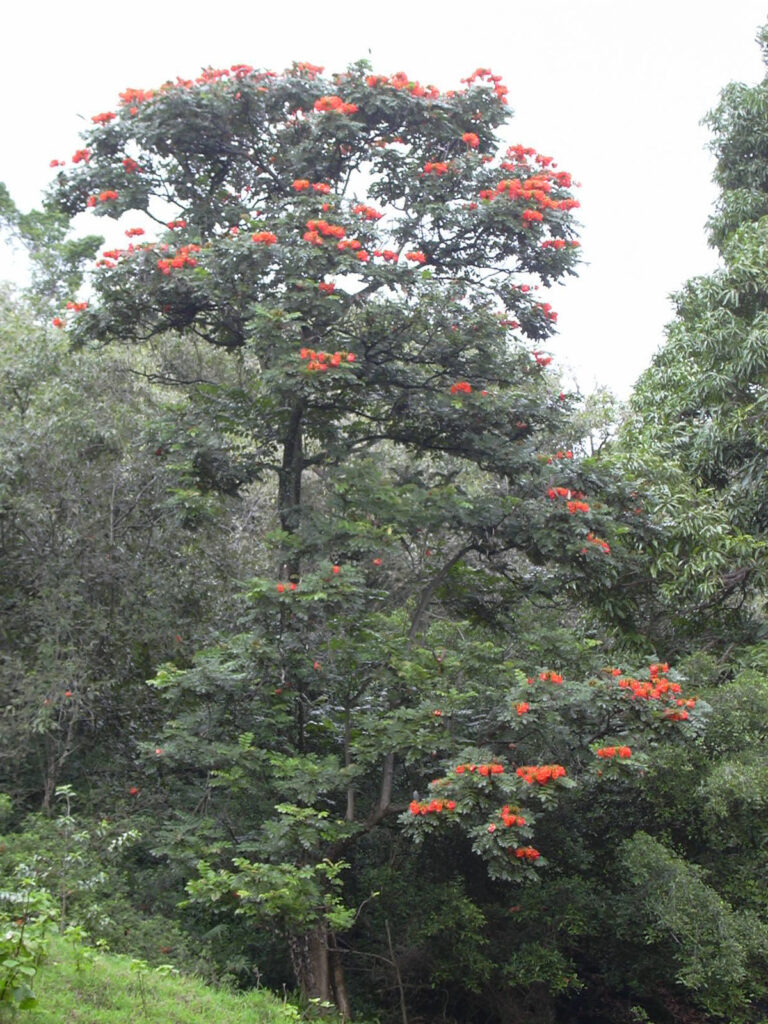 nandi flame Spathodea_campanulata