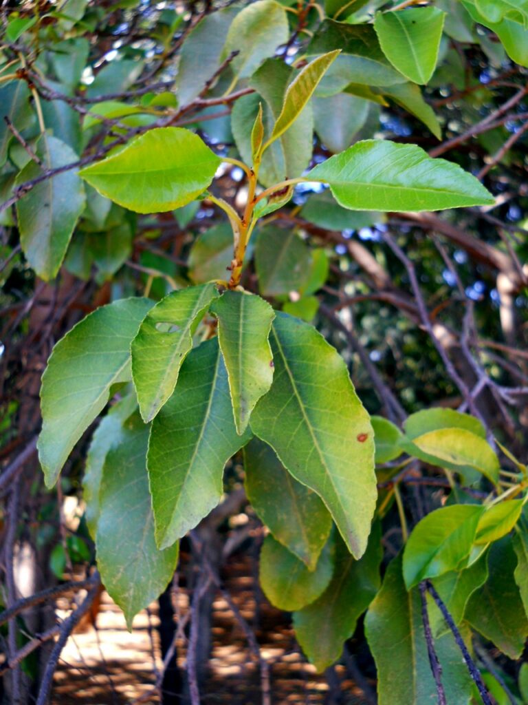 prunus